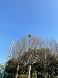 何かの巣？