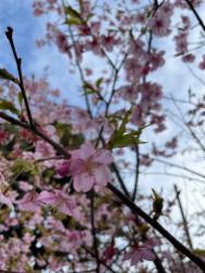 「心機一転」を象徴するかのような磯子駅の桜